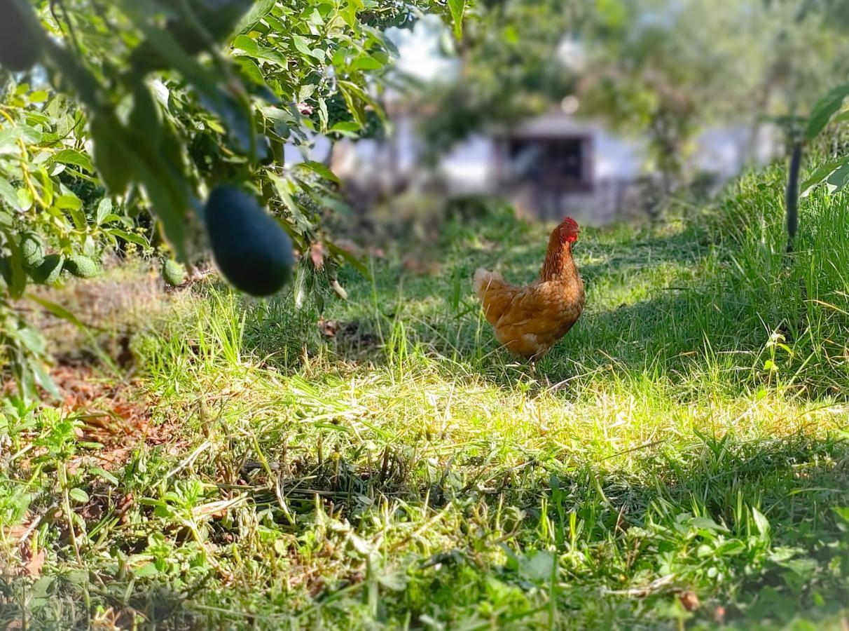Villa La Cartita Puntagorda Esterno foto